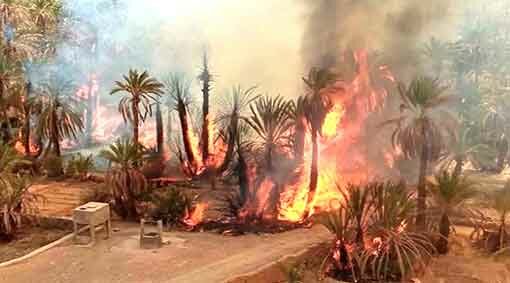 المغرب : القوات الجوية الملكية تتدخل بطائرات كنادير لإخماد حرائق في الرشيدية